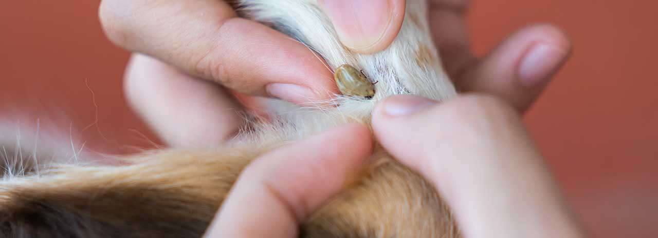 Zecken beim Hund finden