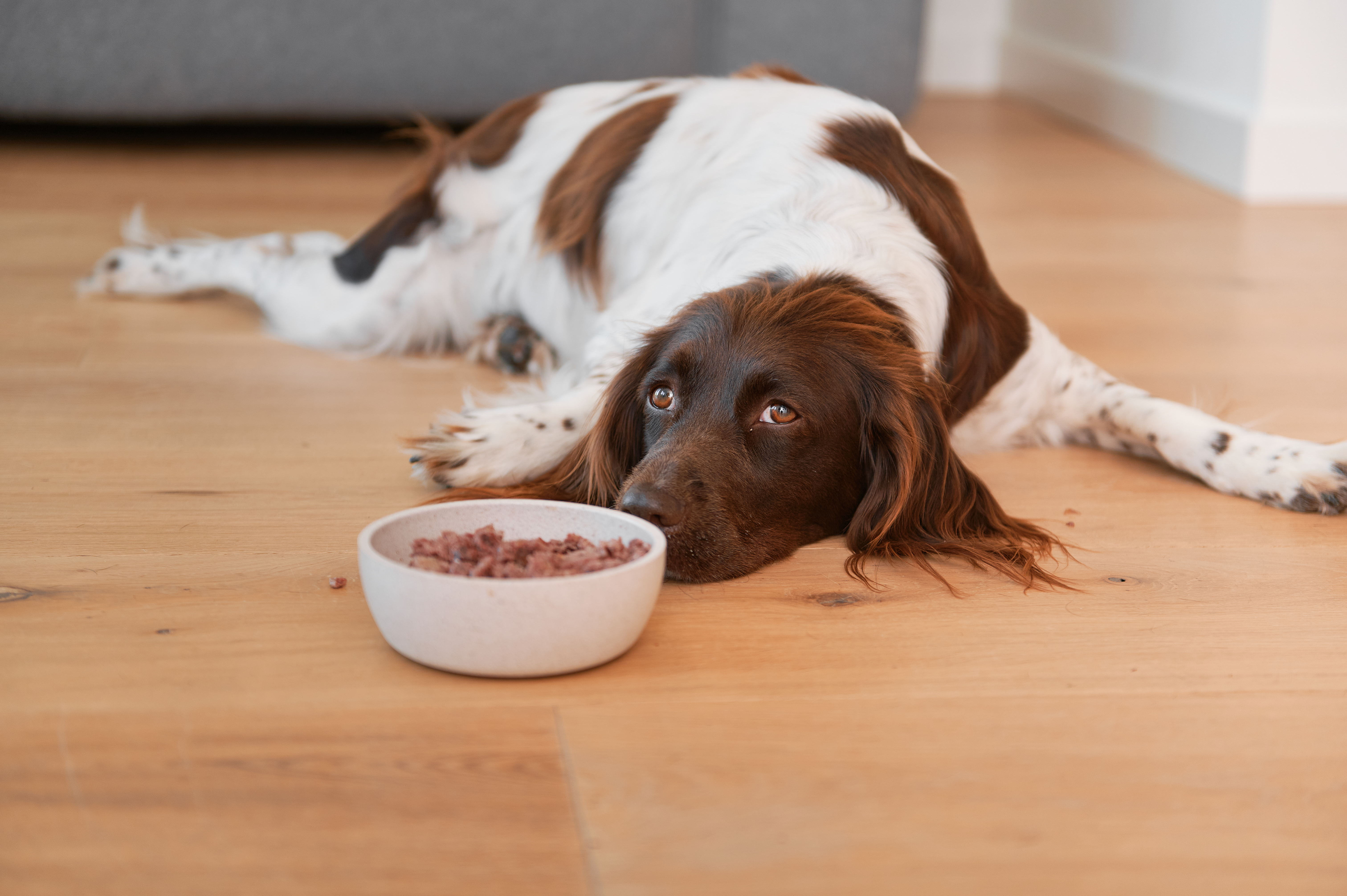 230614_PRIMOX-Fleischmecker-Hunde3110