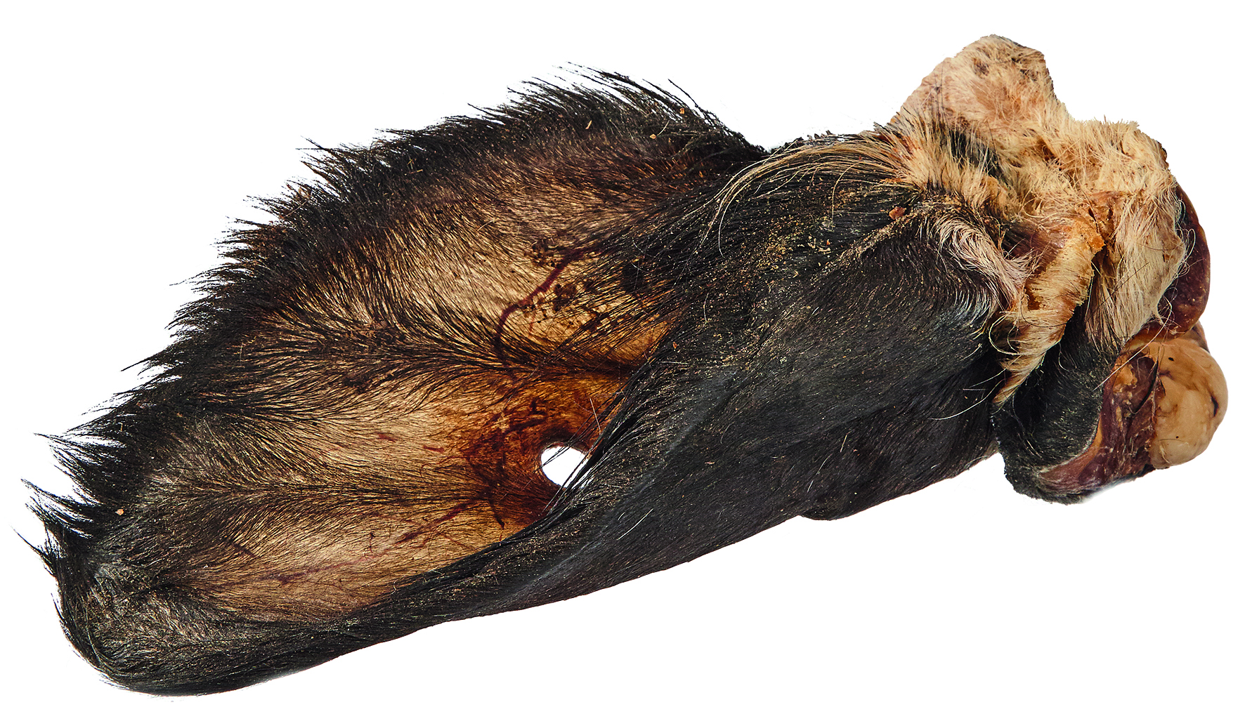 Primox - Kalbsohren mit Fell 190g - 1 x 100 g - 2
