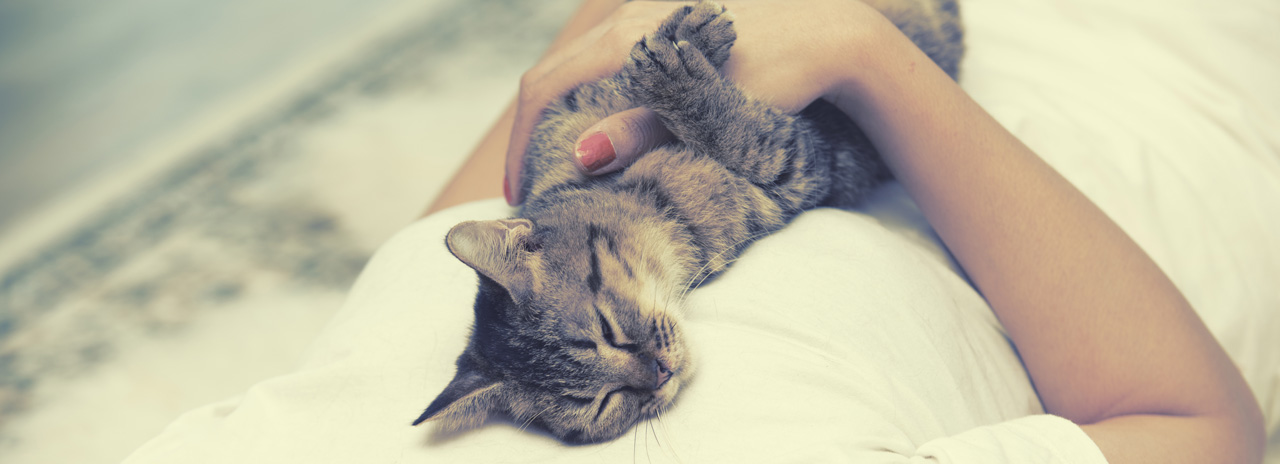 Katze benutzt Katzenklo nicht mehr