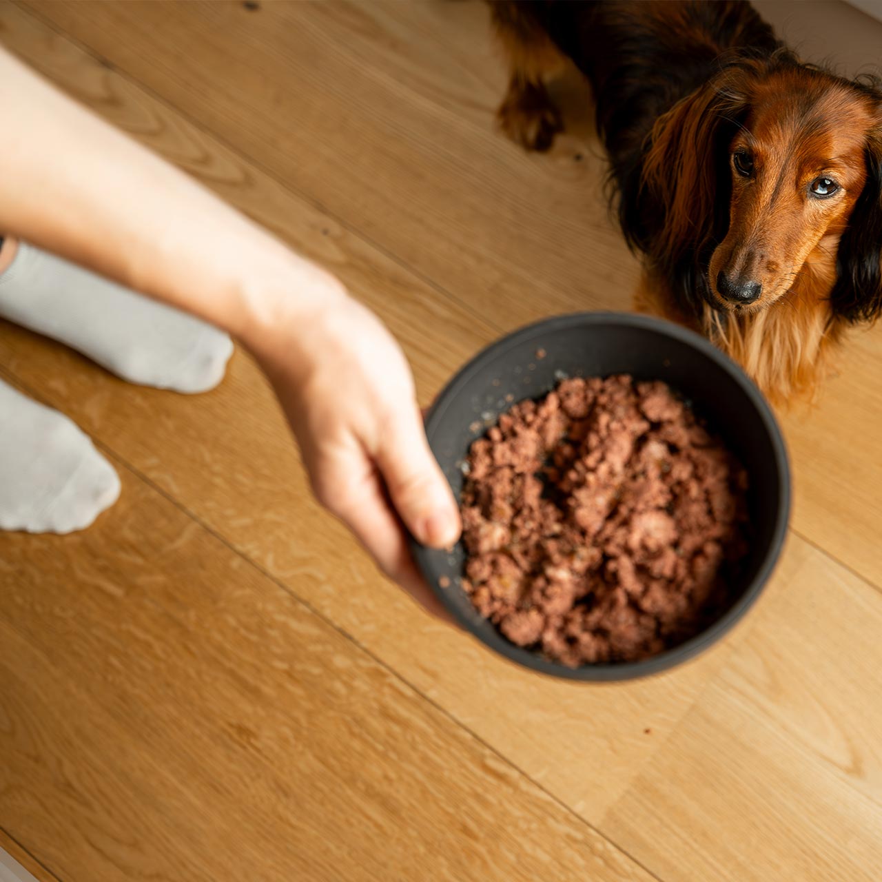Primox - Hunde Nassfutter Probierbox Monoprotein Pur 4 x 400g - 1 x 1.6 kg - 2