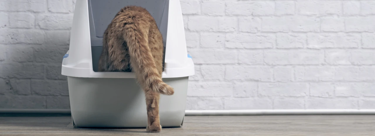 Klumpstreu fuer Katzen