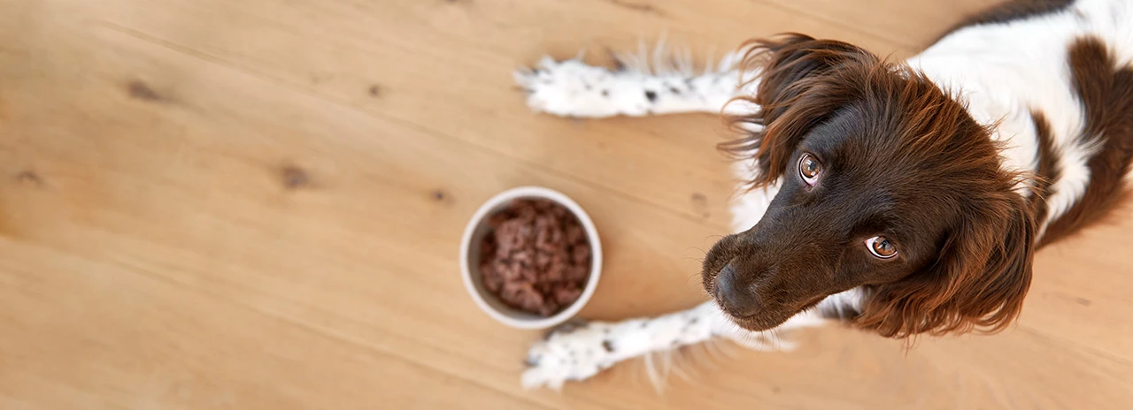 Hunde-Nassfutter- Mit einem Schleck ist alles weg